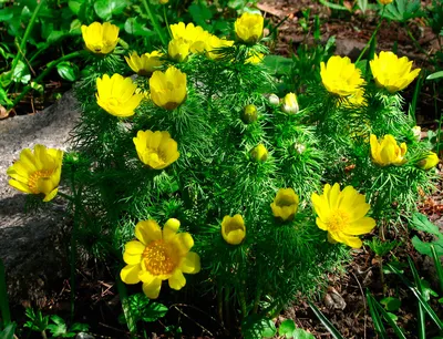 Цветок адонис: посадка и уход в открытом грунте, виды и сорта с фото