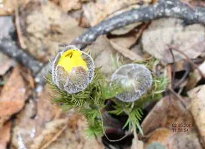 Цветок адонис, фото и описание горицвета весеннего | Полезные растения