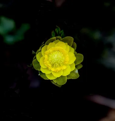 Адонис Цветок Природа - Бесплатное фото на Pixabay - Pixabay