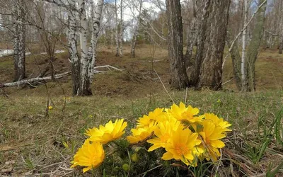 Адонис, или горицвет: дикорастущие виды и выращивание в саду -  Рамблер/субботний