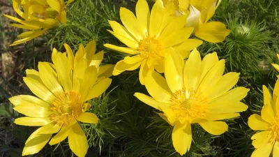 Солнечный цветок - адонис | ДАЧНИЦА СО СТАЖЕМ | Дзен