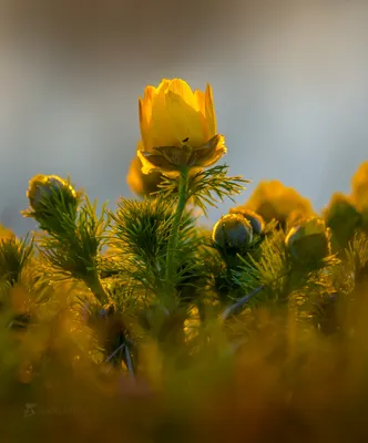 Адонис весенний в степи. Фотограф Лашков Фёдор