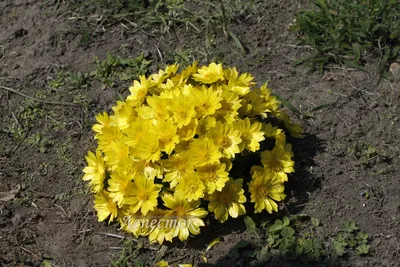 Горицвет, адонис - Садовые цветы - Лепесток - Любительское цветоводство