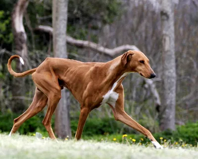 Азавак (Azawakh) - это изящная, грациозная и независимая порода собак.  Фото, отзывы и описание.