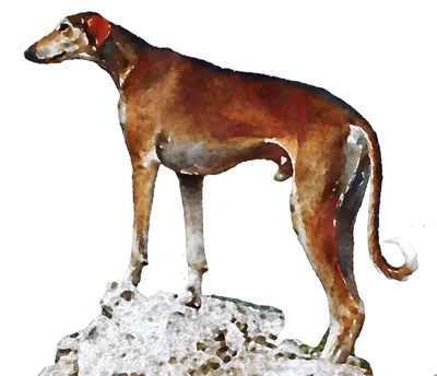 Азавак Собака Акварельный - Бесплатное изображение на Pixabay - Pixabay