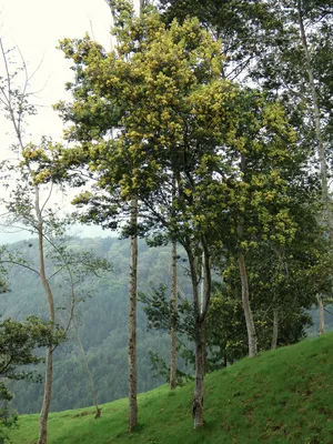 Акация низбегающая – дерево и древесина – Acacia decurrens