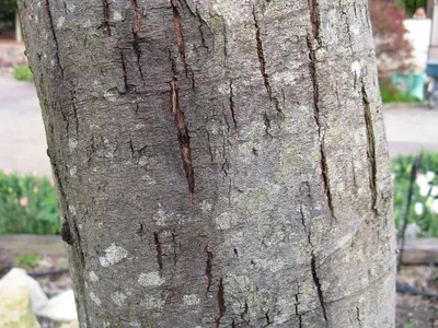 Акация серебристая – дерево и древесина – Acacia dealbata