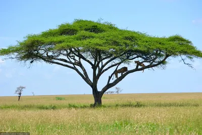 Африканские деревья (65 фото)
