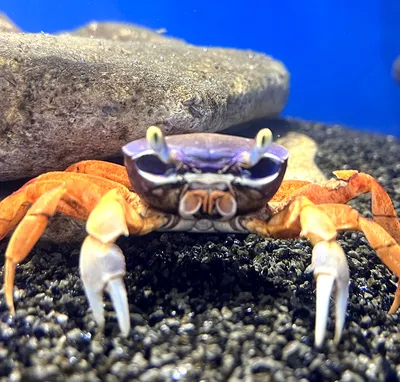 Краб в аквариуме crab in the aquarium - YouTube