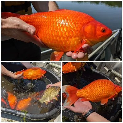 В США выброшенные в озеро золотые рыбки вырастают до гигантских размеров и  вредят экосистеме — Нож