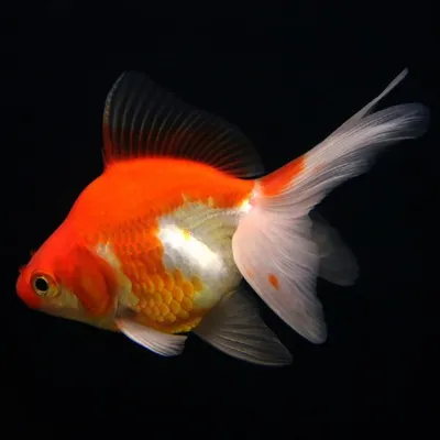 Риукин красно-белый - золотая рыбка Carassius auratus / Золотые рыбки / Аквариумные  рыбки / КАТАЛОГ ТОВАРОВ / Аквадом - зоомагазин