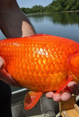 Гигантские золотые рыбки вызвали беспокойство в США: Звери: Из жизни:  Lenta.ru