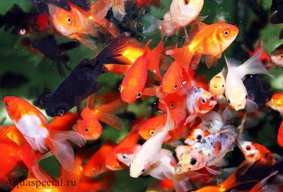 Золотые рыбки в аквариуме: виды, описание с фото, содержание, уход