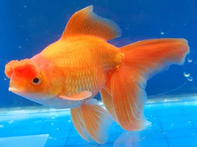 10 пород золотых рыбок для начинающих и опытных аквариумистов. Достоинства  и недостатки. Фото — Ботаничка
