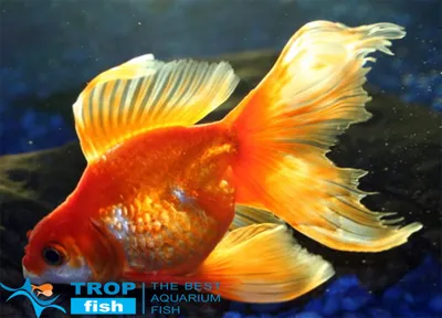 Вуалехвіст червоний | Золотые рыбки | Каталог | TropFish – здоровые аквариумные  рыбки оптом с быстрой доставкой по Украине.