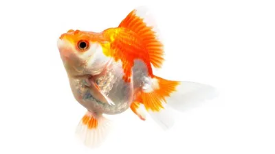 Золотая рыбка Рюкин (Ryukin Goldfish) | содержание, разведение