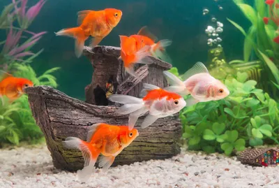 Домашние рыбки в аквариуме - 70 фото