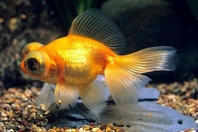 Золотая рыбка Телескоп (Carassius auratus) 7 | Фотография