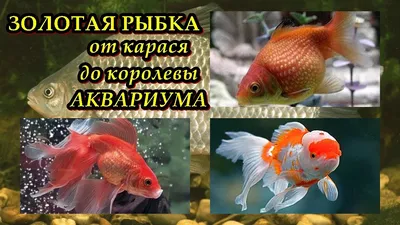 ЗОЛОТАЯ РЫБКА - От карася до королевы аквариума - YouTube
