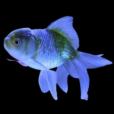 Оранда голубая - золотая рыбка Carassius auratus / Золотые рыбки / Аквариумные  рыбки / КАТАЛОГ ТОВАРОВ / Аквадом - зоомагазин