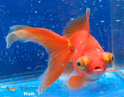 Телескоп червоний (імпорт) | Золотые рыбки | Каталог | TropFish – здоровые аквариумные  рыбки оптом с быстрой доставкой по Украине.