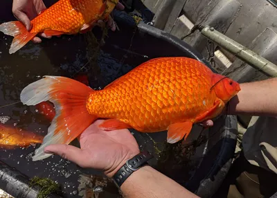 Гигантские золотые рыбки захватывают озера в США