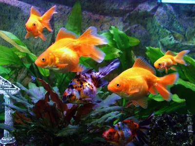Как кормить золотую рыбку - В аквариуме