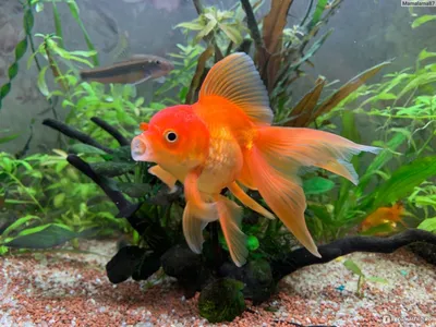 Золотая рыбка - «Золотые рыбки и живые растения в одном аквариуме, правда  или миф?» | отзывы