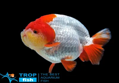 Ранчу червоно-білий (імпорт) | Золотые рыбки | Каталог | TropFish –  здоровые аквариумные рыбки оптом с быстрой доставкой по Украине.