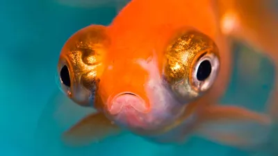 Аквариумная рыбка телескоп – пучеглазая золотая рыбка. Описание и фото рыбки  телескоп