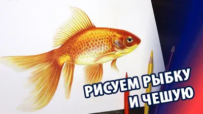 Как нарисовать золотую рыбку - реалистичную чешую цветными карандашами.  Советы. - YouTube