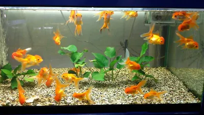 Золотая рыбка | Аквариум по размерам