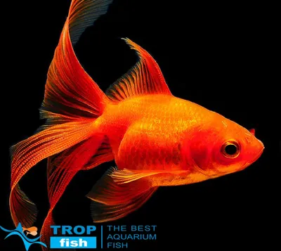 Фантейл червоний (імпорт) | Золотые рыбки | Каталог | TropFish – здоровые аквариумные  рыбки оптом с быстрой доставкой по Украине.