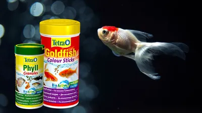 Как, чем и сколько кормить золотых рыбок?