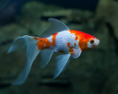 Купить аквариумную рыбку Золотая рыбка Комета красно-белая (Goldfish Comet  red-white) с доставкой по Москве за 350 руб. в зоомагазине Panda Zoo