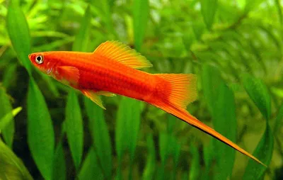 Меченосец аквариумная рыбка: содержание, совместимость, размножение,  фото-видео обзор