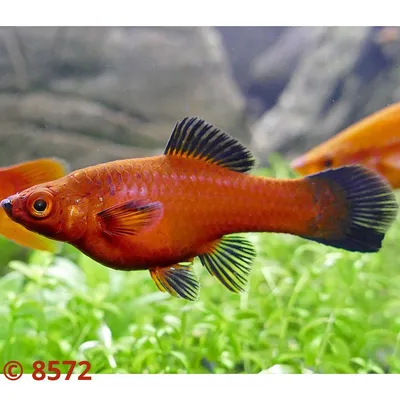 Купить Меченосец S (Xiphophorus hellerii) | аквариумные рыбки по выгодной  цене в Москве