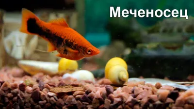 Меченосец - одна из самых неприхотливых аквариумных рыбок, содержание,  уход, разведение. - YouTube