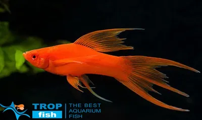 Меченосець червоний вільчастий | Живородящие | Каталог | TropFish –  здоровые аквариумные рыбки оптом с быстрой доставкой по Украине.