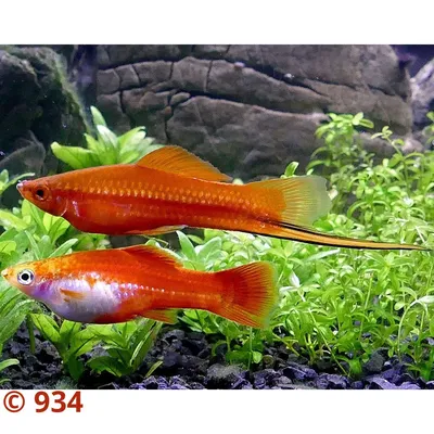 Купить Меченосец L (Xiphophorus hellerii) | аквариумные рыбки по выгодной  цене в Москве