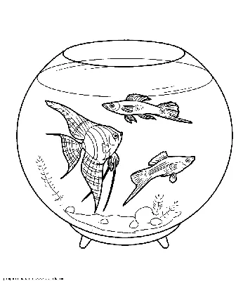Раскраска Аквариумные рыбки (Раскраска аквариум, рыбки, картинка меченосец,  гуппи, скалярия, разукрашка рыбки, рыба) | Раскраски с домашними животными
