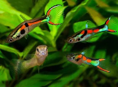 Неприхотливые аквариумные рыбки - 75 фото