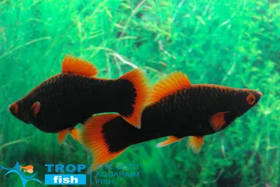Меченосець чорний | Живородящие | Каталог | TropFish – здоровые аквариумные  рыбки оптом с быстрой доставкой по Украине.