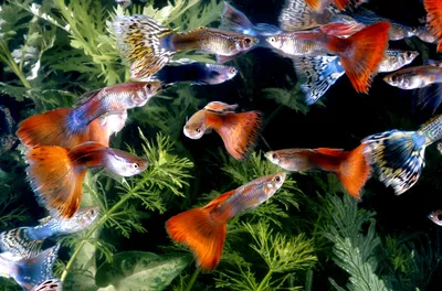 Сколько живут гуппи в аквариуме | WDAY