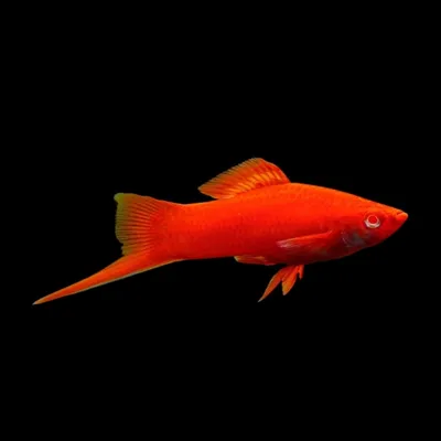 Меченосец красный (Xiphophorus hellerii) / Живородящие рыбки / Аквариумные  рыбки / КАТАЛОГ ТОВАРОВ / Аквадом - зоомагазин