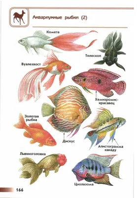 Аквариумные рыбки - фото и описание - ОМ Плешаков