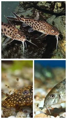 Аквариумные рыбки сомики: виды, с фото и названием
