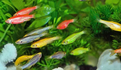 Маленькие аквариумные рыбки: виды и уход за ними