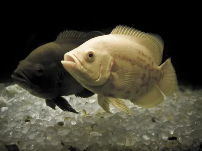 Хищные аквариумные рыбки: фото, названия, видео