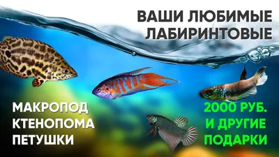 Топ 10 лабиринтовых рыбок (21 фото): аквариумные виды, перечень, названия,  список, описания